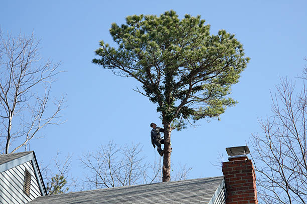 Reliable Madras, OR Tree Services Solutions