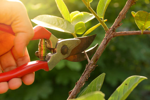 How Our Tree Care Process Works  in  Madras, OR